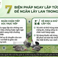 Bí Quyết Cấp Cứu gà Ai Cập Bị Rối Loạn Tiêu Hóa Dành Cho Người Khởi Nghiệp
