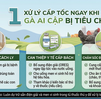 2 Bí Quyết Cấp Cứu gà Ai Cập Bị Rối Loạn Tiêu Hóa Dành Cho Người Khởi Nghiệp