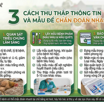 1 Bí Quyết Cấp Cứu gà Ai Cập Bị Rối Loạn Tiêu Hóa Dành Cho Người Khởi Nghiệp