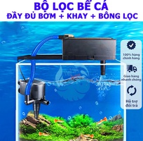 Máy Lọc Hồ Cá Có Thực Sự Quan Trọng Như Bạn Nghĩ