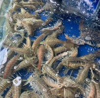 Bề bề ngon giá tốt