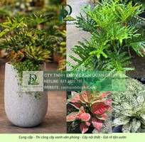 Thiết kế thi công cây xanh văn phòng Long Thành Đồng Nai