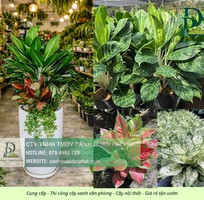 2 Thiết kế thi công cây xanh văn phòng Long Thành Đồng Nai