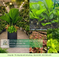3 Thiết kế thi công cây xanh văn phòng Long Thành Đồng Nai