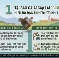 2 Hướng Dẫn Chi Tiết Cách Làm Hàng Rào Chống Bay Cho gà Ai Cập Bền Vững