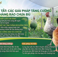 Hướng Dẫn Chi Tiết Cách Làm Hàng Rào Chống Bay Cho gà Ai Cập Bền Vững
