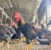1 Gà thịt tươi mới mỗi ngày, nhận đặt số lượng lớn