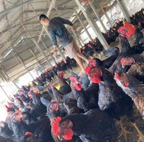 Gà thịt tươi mới mỗi ngày, nhận đặt số lượng lớn