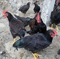 Gà ngon giao tận nơi, đặt là có 