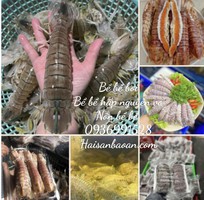Cầm bán bề bề tươi ngon giá tốt