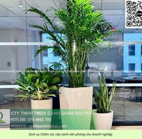 Cung cấp   chăm sóc cây xanh văn phòng TP.HCM