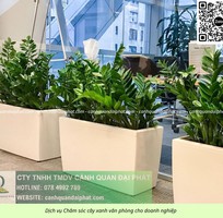 1 Cung cấp   chăm sóc cây xanh văn phòng TP.HCM
