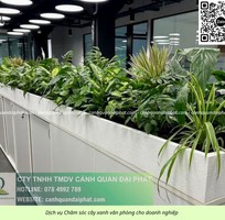 2 Cung cấp   chăm sóc cây xanh văn phòng TP.HCM