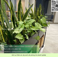 3 Cung cấp   chăm sóc cây xanh văn phòng TP.HCM