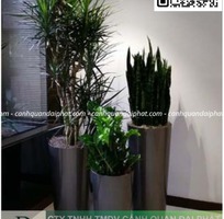 4 Cung cấp   chăm sóc cây xanh văn phòng TP.HCM