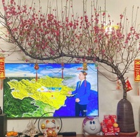 1 Gốm Sứ FULO   Địa Chỉ Cung Cấp Bình Hoa, Chậu Gốm Cỡ Lớn Cắm Đào Huyền, Mộc Lan, Đào Rừng Uy Tín Tại