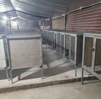 Cho Thuê mặt bằng nuôi Chồn Hương