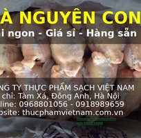 Gà Nguyên Con Giá Rẻ   Hàng Có Sẵn, Giao Toàn Quốc