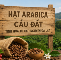 Arabica Cầu Đất hay Robusta   Loại cà phê nào phù hợp với bạn