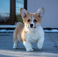 Cách Huấn Luyện Chó Con Mới Về Nhà Đơn Giản