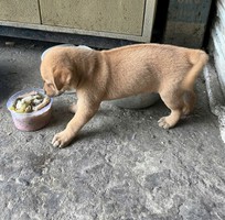 Bán cún con Phú Quốc lai đực