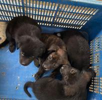 1 Bán cún con Phú Quốc lai đực