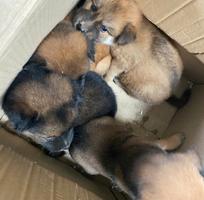 2 Bán cún con Phú Quốc lai đực