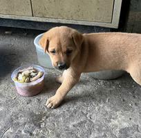 3 Bán cún con Phú Quốc lai đực