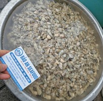 SẴn ruột hà sú béo ngon
