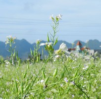 1 Tour Mộc Châu   chi ân khách hàng 2011