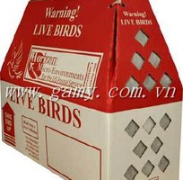 4 Nhập gà mỹ về VietNam, Dịch vụ gửi gà mỹ về VN,