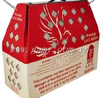 16 Nhập gà mỹ về VietNam, Dịch vụ gửi gà mỹ về VN,