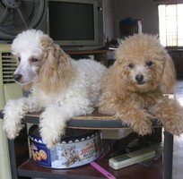 4 Bán và nhận phối giống tyny,toy POODLE,THUẦN CHỦNG