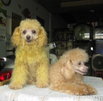 8 Bán và nhận phối giống tyny,toy POODLE,THUẦN CHỦNG