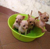 Hà nội  xuất chuồng đàn chihuahua 50 ngày tuổi