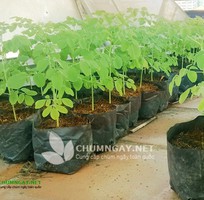 Bán cây giống chùm ngây giá rẽ