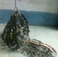 1 Bán lụp cu gáy