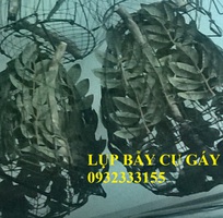 2 Bán lụp cu gáy