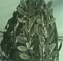 4 Bán lụp cu gáy