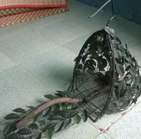 5 Bán lụp cu gáy