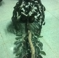 6 Bán lụp cu gáy