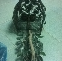 7 Bán lụp cu gáy