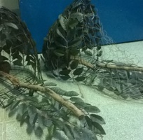 9 Bán lụp cu gáy