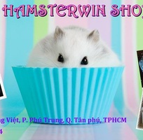 Hamsterwin Shop   Cung cấp hamster,lót chuồng,thức ăn,vật liệu giá rẻ