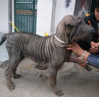1 Cần tìm chủ mới cho chú chó sharpei 5 tháng tuổi 31kg đã tiêm phòng 7 mũi.