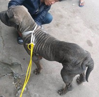 2 Cần tìm chủ mới cho chú chó sharpei 5 tháng tuổi 31kg đã tiêm phòng 7 mũi.