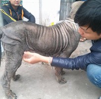 3 Cần tìm chủ mới cho chú chó sharpei 5 tháng tuổi 31kg đã tiêm phòng 7 mũi.