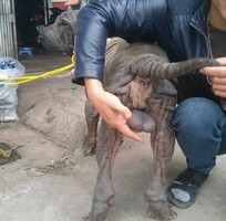 4 Cần tìm chủ mới cho chú chó sharpei 5 tháng tuổi 31kg đã tiêm phòng 7 mũi.