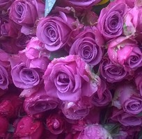 1 Hoa hồng giả sỉ 142   hoa tết 2015