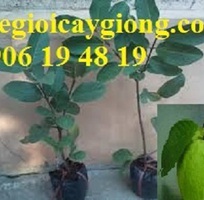 Bán cây giống ổi lê đài loan   ổi lê ngọt